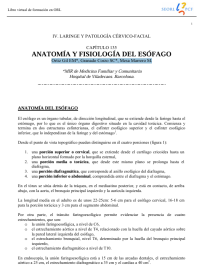 Image of ANATOMÍA Y FISIOLOGÍA DEL ESÓFAGO